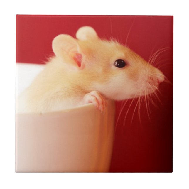 Azulejo De Cerâmica Rato do bebê (Frente)