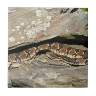 Azulejo De Cerâmica Rattlesnake no Parque Nacional de Shenandoah