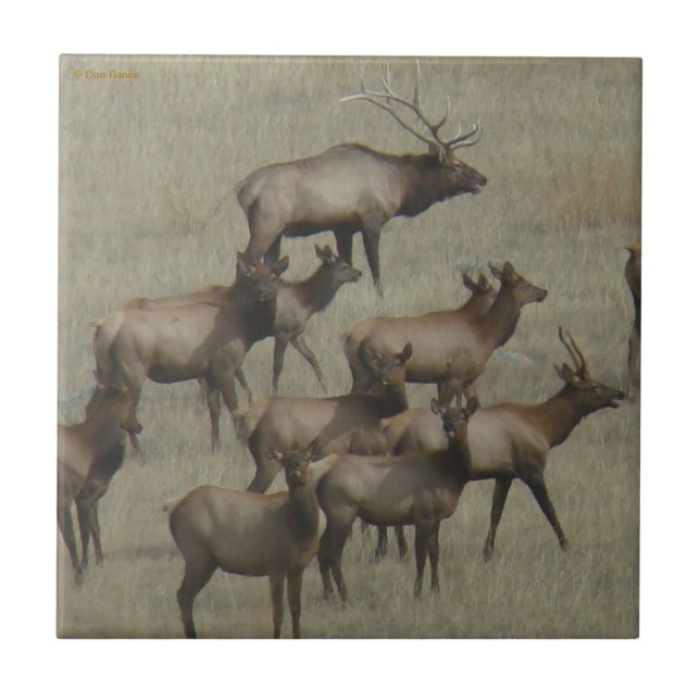 Azulejo De Cerâmica Rebanho de Alces E37 (Frente)