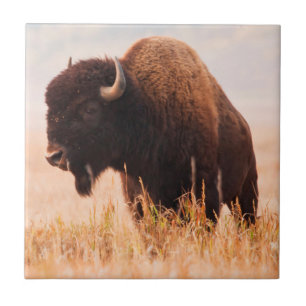 Azulejo De Cerâmica Rebanho de Bisontes Americanos (Bison Bison) em Te