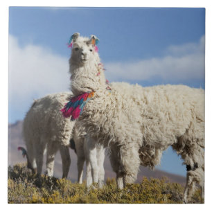 Azulejo De Cerâmica Rebanho de lamas decorados na Puna, cordilheira do
