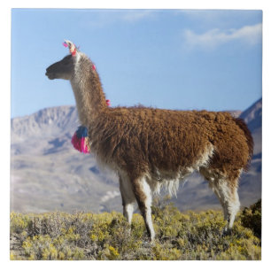 Azulejo De Cerâmica Rebanho de lamas decorados na Puna, cordilheira do