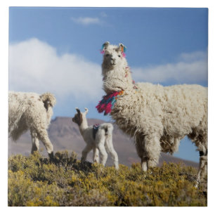Azulejo De Cerâmica Rebanho de lamas decorados na Puna, cordilheira do