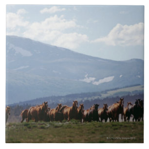 Azulejo De Cerâmica Rebanho movente do vaqueiro dos cavalos