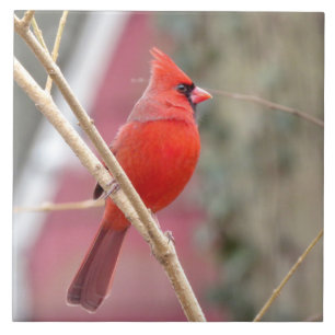 Azulejo de cerâmica Red Cardinal