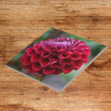 Red Dahlia Bloom Floral Cerâmica Azulejo