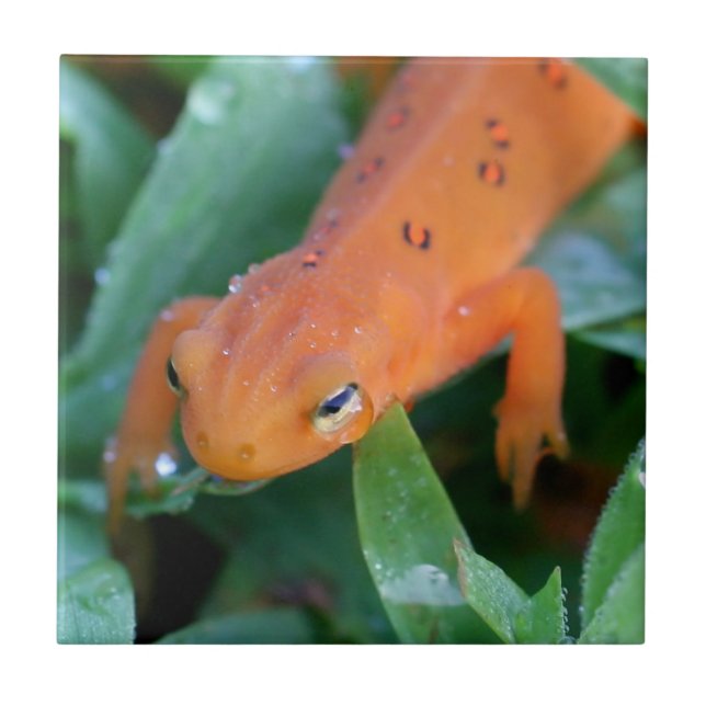 Azulejo De Cerâmica Red Eft Orange Salamanders Nature (Frente)