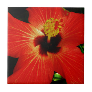 Azulejo De Cerâmica Red Hibiscus