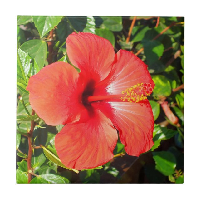Azulejo De Cerâmica Red Hibiscus floral (Frente)