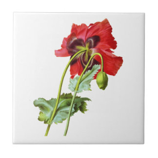 Azulejo De Cerâmica Red Opium Poppy por Pierre Joseph Redoute