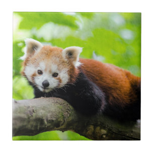 Azulejo De Cerâmica Red Panda