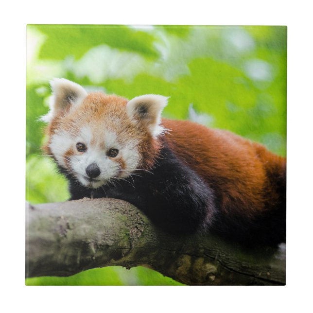 Azulejo De Cerâmica Red Panda (Frente)