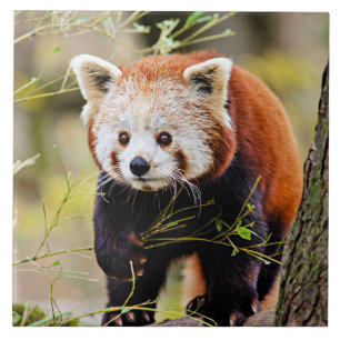Azulejo De Cerâmica Red Panda Bear