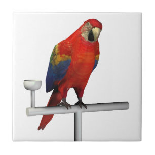 Azulejo De Cerâmica Red Parrot Scarlet Macaw