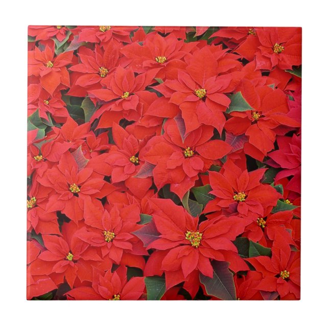 Azulejo De Cerâmica Red Poinsettias I Festa Floral de Natal (Frente)