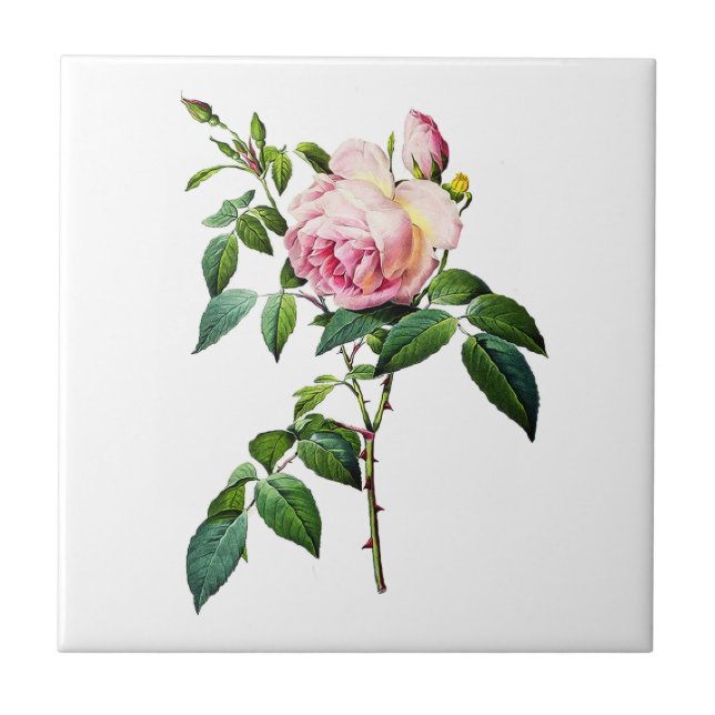 Azulejo De Cerâmica Redoute Rosas Rosa (Frente)