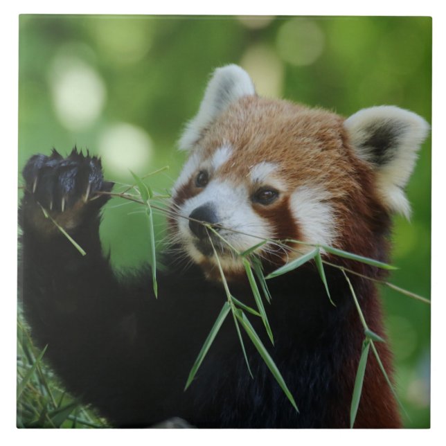 Azulejo De Cerâmica RedPanda 002 (Frente)