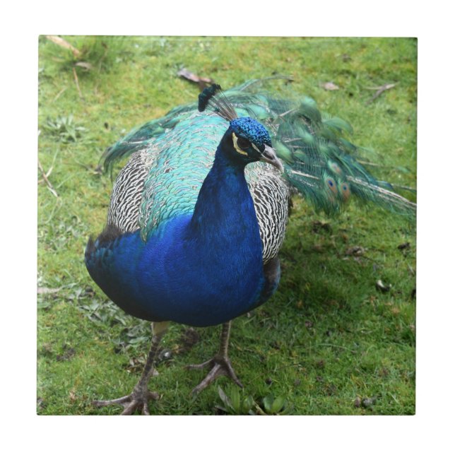 Azulejo De Cerâmica Regal Peacock Power  (Frente)