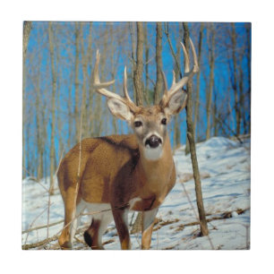 Azulejo De Cerâmica Reindeer Na Floresta Na Foto Da Neve