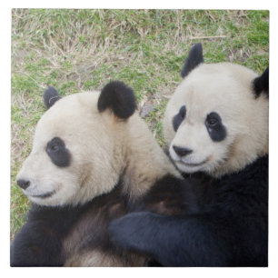 Azulejo De Cerâmica Reserva de Wolong, China, Panda gigante abraçando