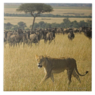 Azulejo De Cerâmica Reserva nacional de Mara do Masai, Kenya, África
