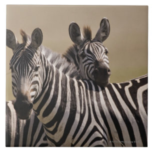 Azulejo De Cerâmica Reserva nacional de Mara do Masai, Kenya, em julho