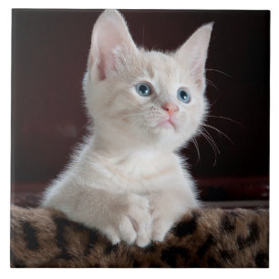 Azulejo De Cerâmica Retrato branco bonito do gatinho