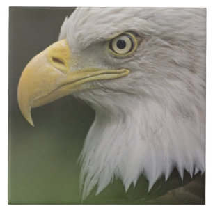 Azulejo De Cerâmica Retrato de Águia Americana Adulta, Haliaeetus