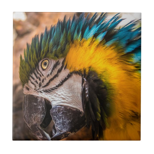 Azulejo De Cerâmica Retrato de arara azul e amarela (Frente)
