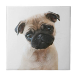 Azulejo De Cerâmica Retrato de Baby Pug