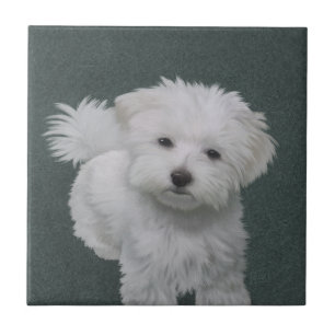Azulejo De Cerâmica Retrato de estimação de cachorrinho branco