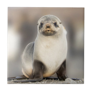 Azulejo De Cerâmica Retrato de filhote de foca na praia