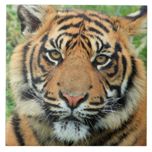 Azulejo De Cerâmica Retrato de Filhote de Tigre