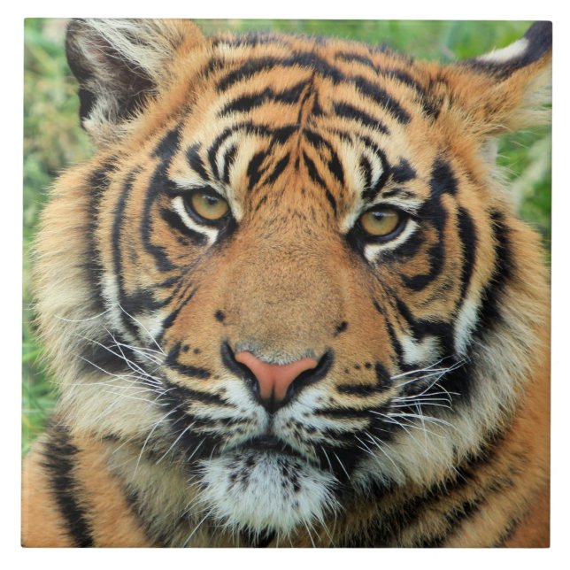 Azulejo De Cerâmica Retrato de Filhote de Tigre (Frente)