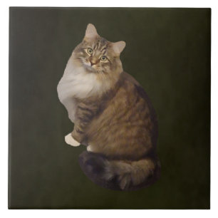 Azulejo De Cerâmica Retrato de Gato Maine Coon