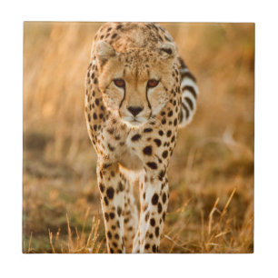 Azulejo De Cerâmica Retrato de Guepardo (Acinonyx Jubatus), Maasai