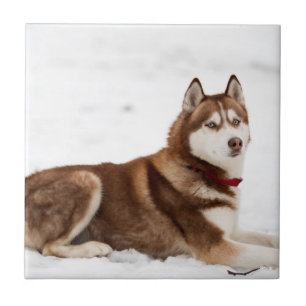 Azulejo De Cerâmica Retrato de Husky Siberiano