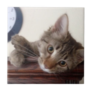 Azulejo De Cerâmica Retrato de Kitten