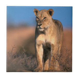 Azulejo De Cerâmica Retrato de Leoa (Panthera Leo)