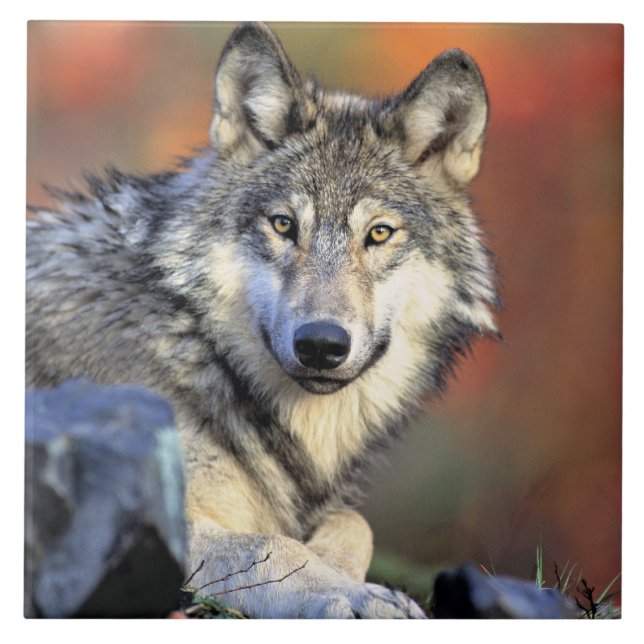 Azulejo De Cerâmica Retrato de Lobo (Frente)