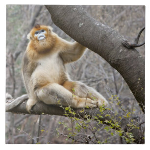 Azulejo De Cerâmica Retrato de macaco-dourado macho na árvore