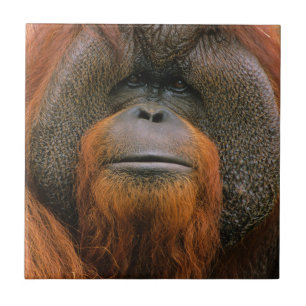 Azulejo De Cerâmica Retrato de Orangutango Macho, Geórgia, EUA