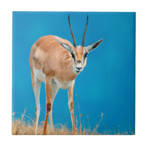 Azulejo De Cerâmica Retrato de Ovelha de Gazela de Grant (Gazella Gran