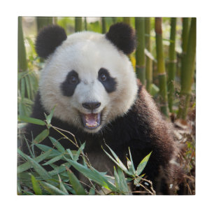 Azulejo De Cerâmica Retrato de Panda Sorridente