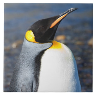 Azulejo De Cerâmica Retrato de pinguim