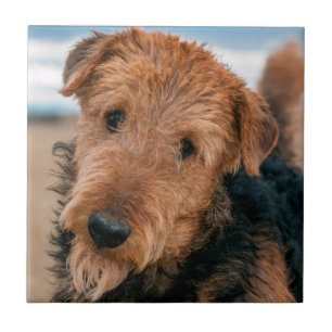 Azulejo De Cerâmica Retrato de um Airedale Terrier