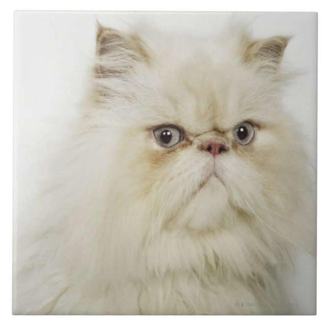 Azulejo De Cerâmica Retrato de um gato persa (Frente)