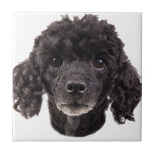 Azulejo De Cerâmica Retrato de uma caniche preta