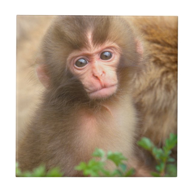 Azulejo De Cerâmica Retrato do Bebê Macaco da Neve (Frente)