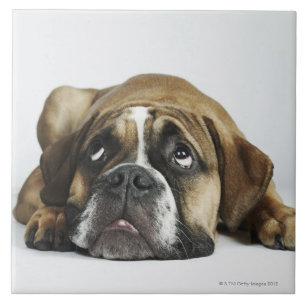 Azulejo De Cerâmica Retrato do buldogue velho de Dorset Tyme
